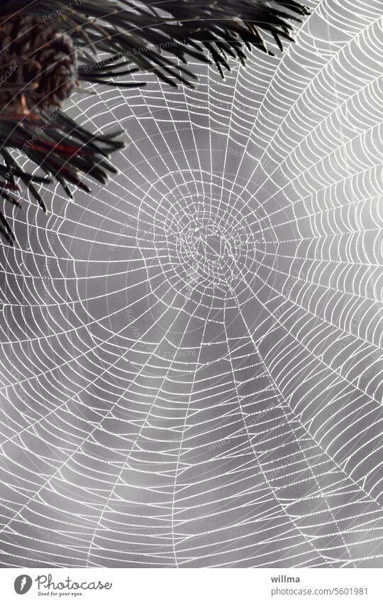 Webdisign Spider's web cobweb Network Web design Cobwebby Cone Jawbone