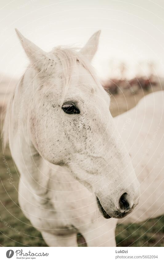 Close up photo of a white horse head Nostrils Natural Esthetic Agriculture Friendliness Curiosity Love of animals Calm Horse breeding horse breed Nobody closeup
