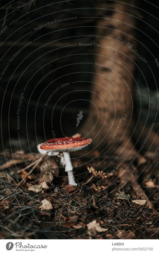 Close of photo of a fly agaric mushroom in autumn forest Mushroom Autumn Woodground Poison Forest Day Macro (Extreme close-up) Exterior shot Multicoloured
