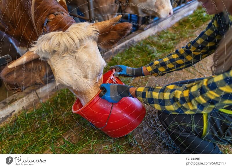 cow being fed from a red bucket by female  farmer with blue gloves europe germany chain close-up cattle livestock animal care feed agriculture dairy farm