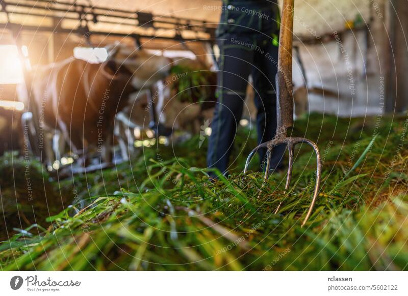 Low angle view of a pitchfork with fresh grass in a barn with cows and farmer bavaria germany low angle dairy farm agriculture livestock farm animals cowshed