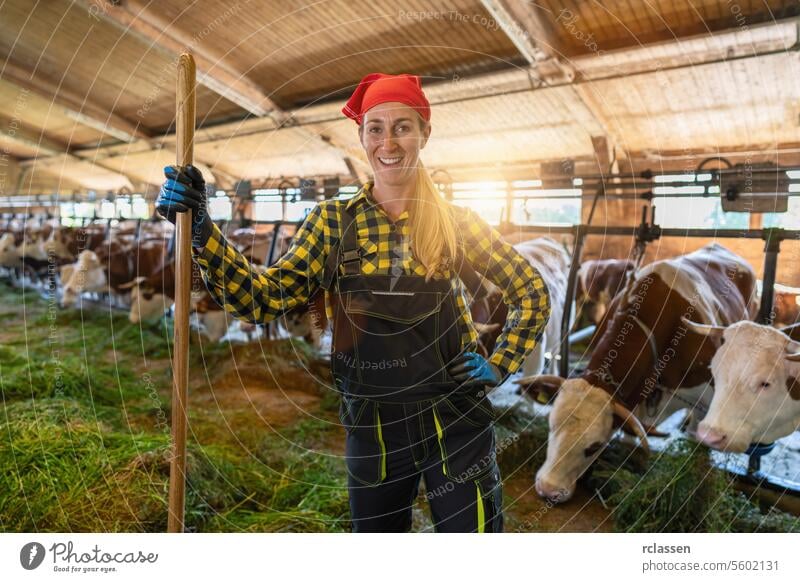 Female farmer with a pitchfork standing in a cowshed. Intensive animal farming or industrial livestock production, factory farming chain germany bavaria woman