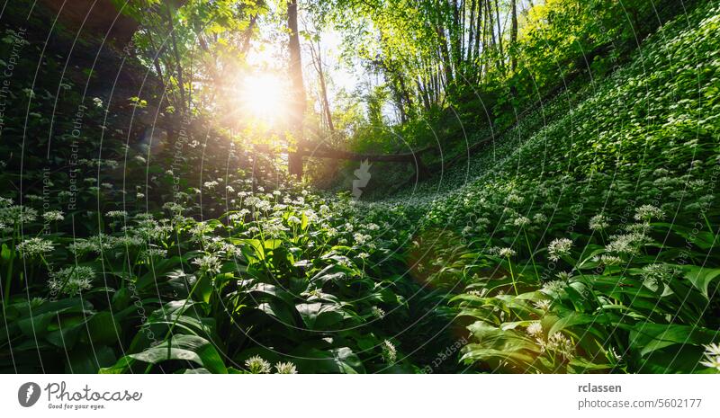 Morning sunbeams shine over a lush hillside blanketed with flowering wild garlic in the forest morning sun forest hillside sunlight greenery nature woods
