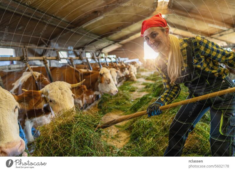 Joyful female farmer feeding cows with grass in the barn chain agribusiness agriculturalist agriculture agriculture industry agriculture worker animal care