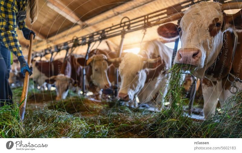 german cows feeding on fresh grass in barn with farmer gloves sunlight industry chain pitchfork dairy barn eating livestock agriculture farm animals cowshed