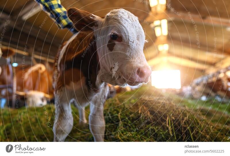 Close-up of a calf in a barn with sunlight and hay, farmer in background bavaria germany close-up dairy farm agriculture livestock farm animals cowshed