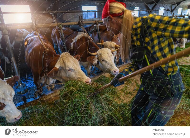 Woman farmer feeding grass to cows in a barn with a pitchfork chain agribusiness agriculturalist agriculture agriculture industry agriculture worker animal care