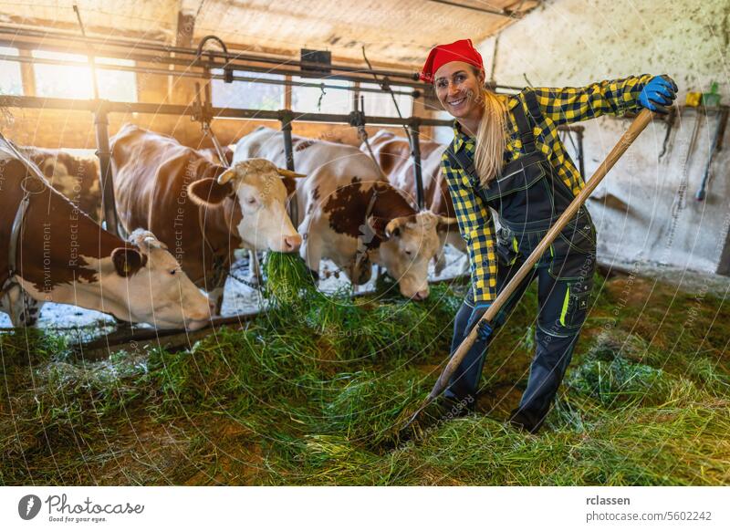 Happy female farmer with pitchfork feeding cows in a sunlit barn chain germany happy dairy farm agriculture livestock farm animals cowshed animal husbandry
