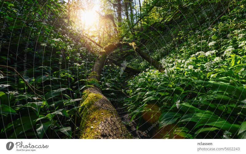 Sunlight filters through the forest, highlighting a fallen moss-covered tree amidst wild garlic sunlight fallen tree green woodland nature light beams spring