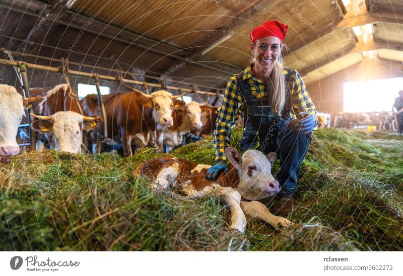 Happy female farmer kneeling beside resting calf in cowshed with cattle bavaria germany woman red bandana livestock dairy cows animal care agriculture