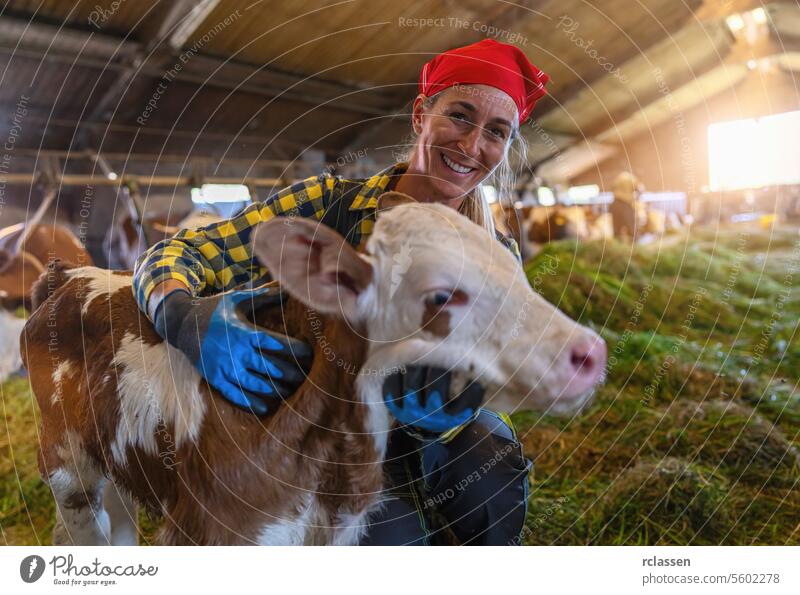 Female farmer smiling at calf in barn sunlight germany bavaria woman red bandana agriculture livestock dairy farm animal care cattle blue gloves checkered shirt