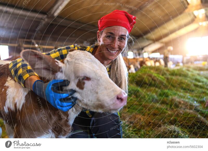 Happy female farmer smiling at calf in barn sunlight germany bavaria woman red bandana agriculture livestock dairy farm animal care cattle blue gloves