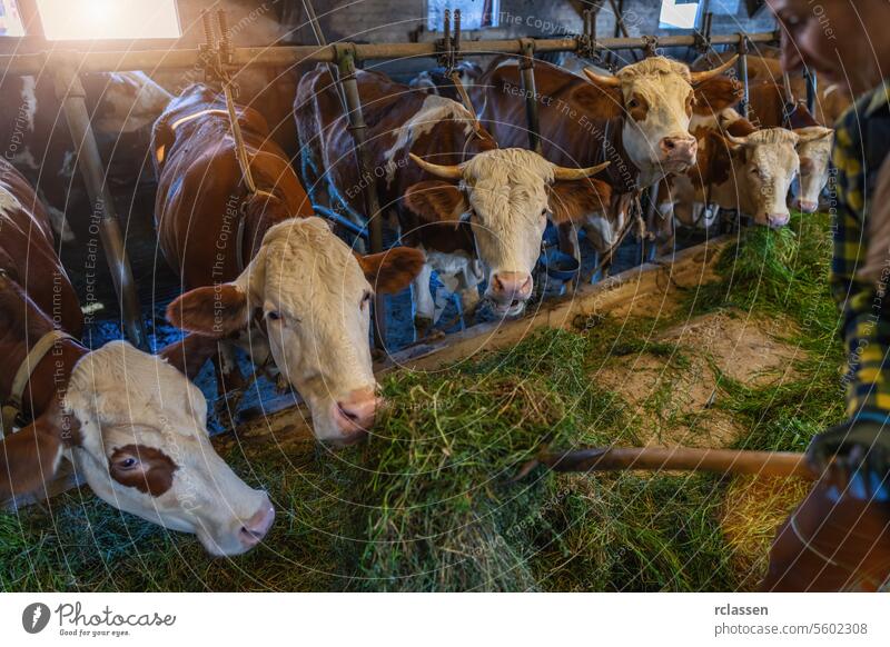 Cows in a barn eating fresh grass from a farmer with a pitchfork germany gloves industry chain cows dairy barn livestock agriculture farm animals cowshed