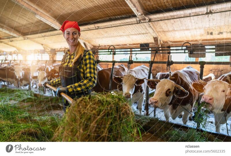 Female farmer feeding cows with fresh grass with a pitchfork in a cowshed in germany. Intensive animal farming or industrial livestock production, factory farming