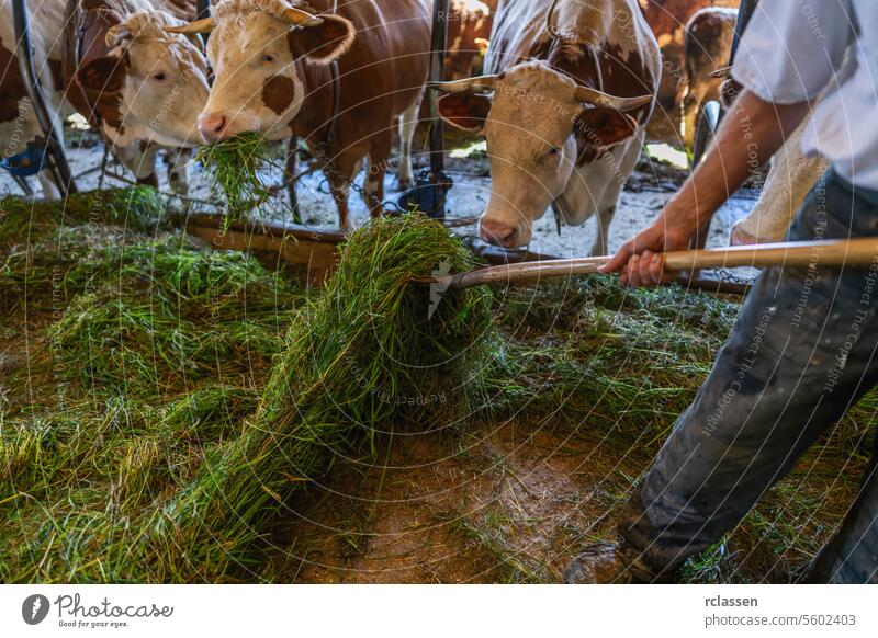 Farmer feeding cows with fresh grass in a barn, focus on foreground germany farmer dairy farm agriculture livestock foreground focus farm animals cowshed