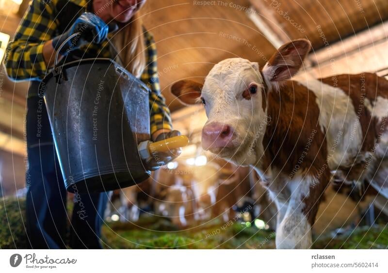 Farmer feeding a young calf with a milk bottle in a barn bavaria germany woman dairy farm livestock animal care agriculture farmer blue gloves checkered shirt