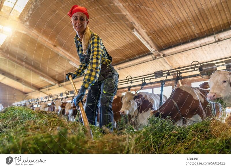 Smiling female farmer using pitchfork to feed cows in a barn chain agribusiness agriculturalist agriculture agriculture industry agriculture worker animal care