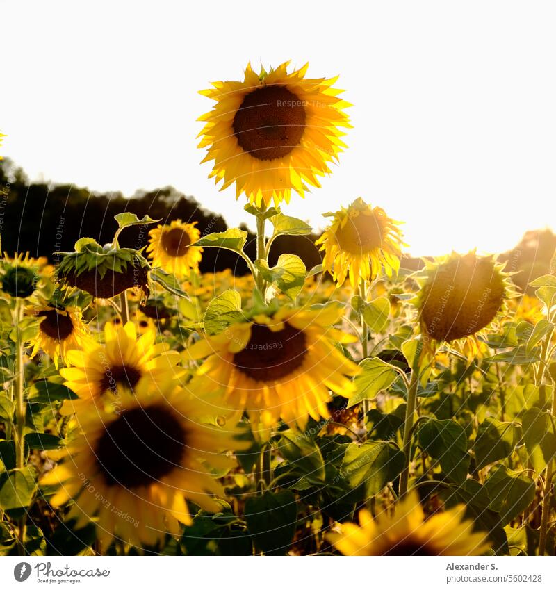 Sunflowers in the sunset Sunflower field Sunlight Evening sun evening light Nature Summer Plant Agriculture Blossom Blossoming Field Yellow Agricultural crop