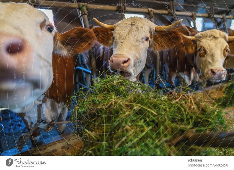 Cows eating fresh grass from a pitchfork inside a dairy barn agriculture animal bars biofuel bovine breeding cattle chain chains costs cow cows disease europe