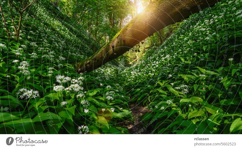 Fallen tree in a forest with sunlight streaming through dense wild garlic undergrowth fallen tree greenery nature woodland spring lush flora sun rays trees