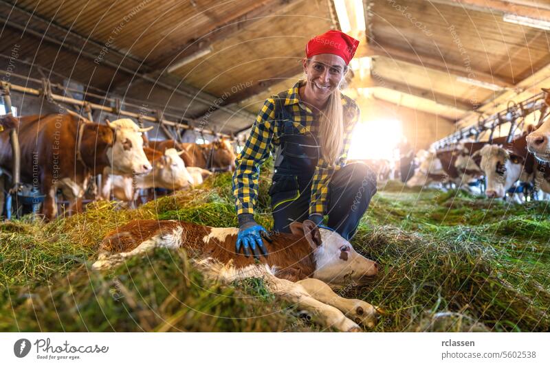 Female farmer kneeling beside resting calf in cowshed with cattle bavaria germany woman red bandana livestock dairy cows animal care agriculture blue gloves