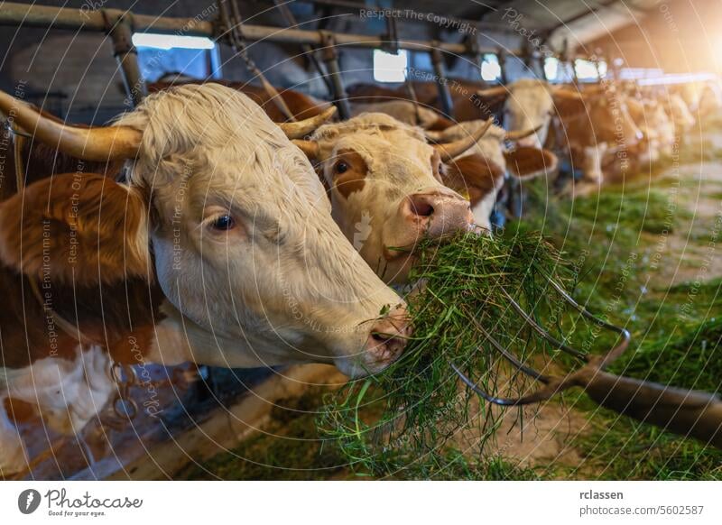 Cows feeding with pitchfork of fresh grass in a row inside a barn, close-up agriculture animal bars biofuel bovine breeding cattle chain chains costs cow cows