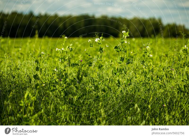 green agricultural peas field closeup with selective focus background and lens blur plant edge summer nature rural spring farm agriculture farming outdoor crop
