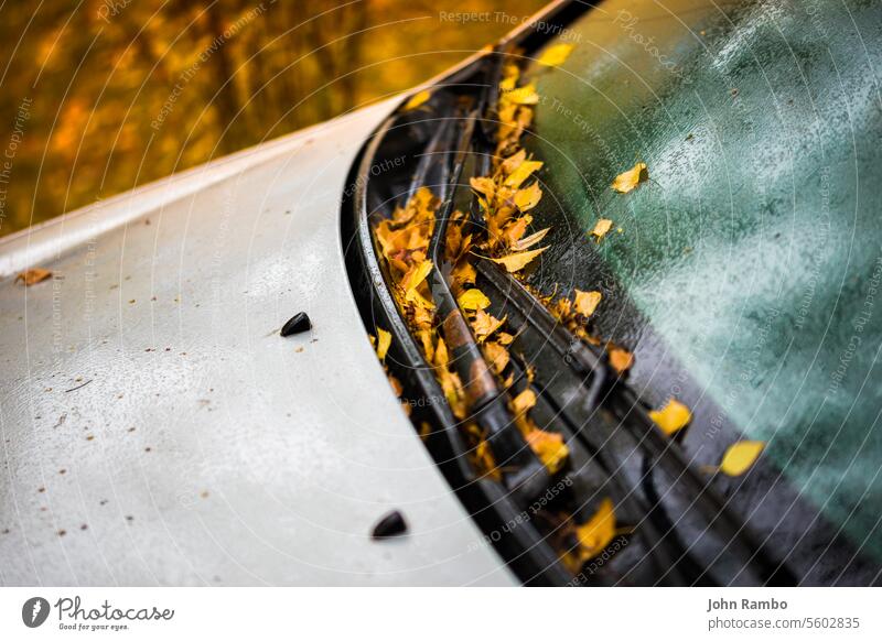 white car at autumn rainy morning with orange birch leaves - closeup with selective focus win blur leaf fall foliage close-up season background nobody yellow
