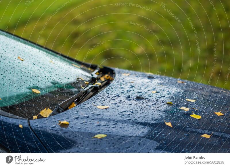 dark blue car at autumn rainy day with orange birch leaves - selective focus with blur closeup leaf fall foliage close-up season background nobody yellow nature