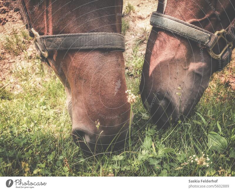 Two horses eating grass. Close up Horse grazing animals summer country Nature rural farm field wild rural scene pasture