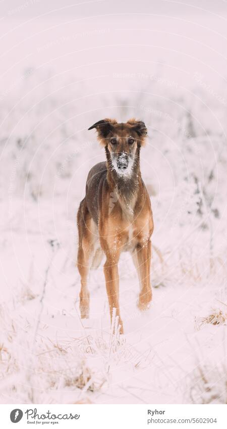 Hunting Sighthound Hortaya Borzaya Dog During Hare-hunting At Winter Day In Snowy Field Borzoi Chortaj Horty animal breed brown cute dog domestic field friend
