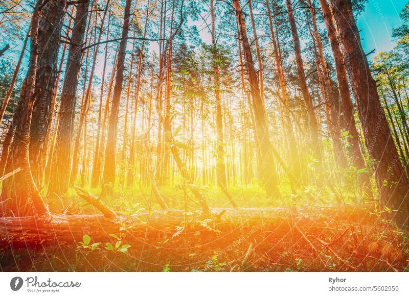 Sun Shining Through Summer Sunny Forest Trees. Natural Woods In Sunlight. Sunbeams Highlight Above Forest. Amazing Scenic View Bright Sunbeams sunlight sunny