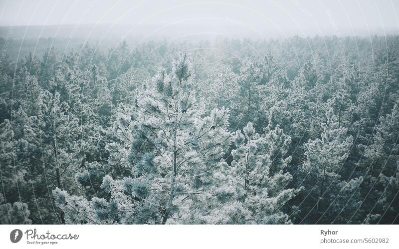 Snowy Forest In Winter Frosty Day. Blue And White Frost. Aeri wood winter horizon sunray freshness misty view flight white scenic calm outdoor landscape pine