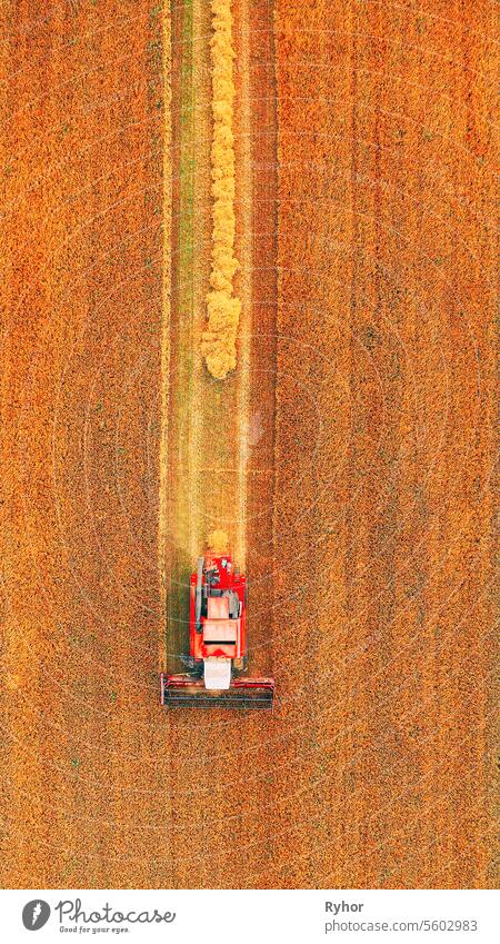 Flat Elevated View Of Rural Landscape With Working Combine Harvester In Wheat Field, Collects Seeds. Harvesting Of Wheat In Late Summer. Agricultural Machine Collecting Golden Ripe. Flight Around Working Machinery