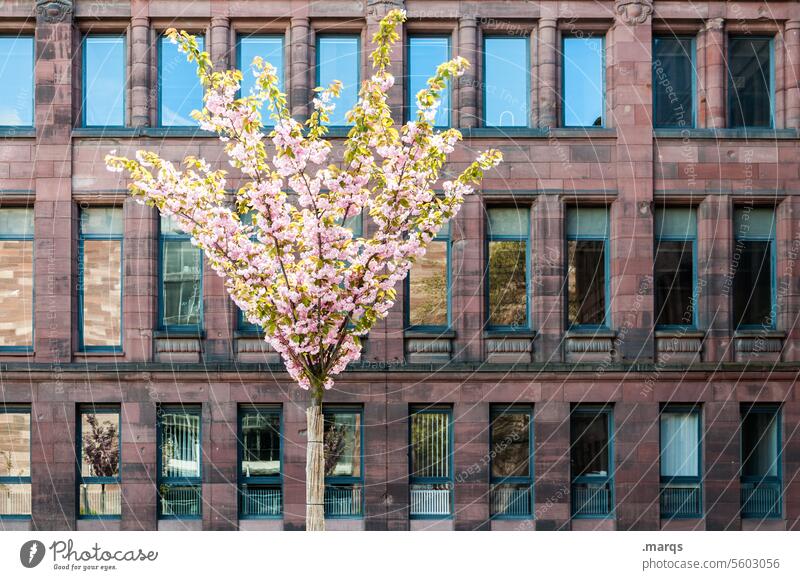 blossoming Ornamental cherry Tree Spring Town Facade Window Sunlight Blossoming Beautiful weather Pink Spring fever