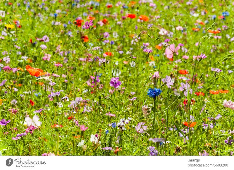 Wild meadow Garden Spring Flower meadow Green flowers Yellow White Plant Meadow Nature meadow flowers Idyll Fresh Summer variegated Multicoloured wild meadow