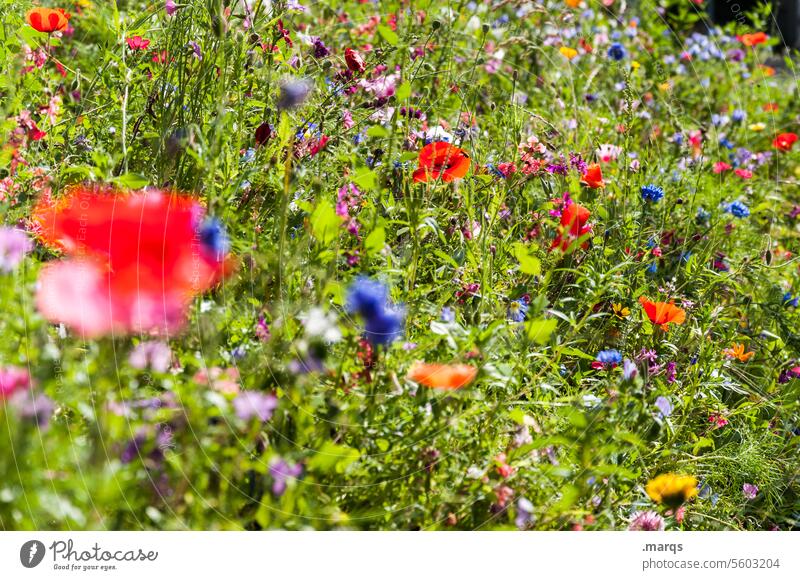 wild flowers variegated Nature Summer Sustainability Environment Flower meadow pretty Plant Spring Beautiful weather Meadow flower Blossoming Fragrance Growth
