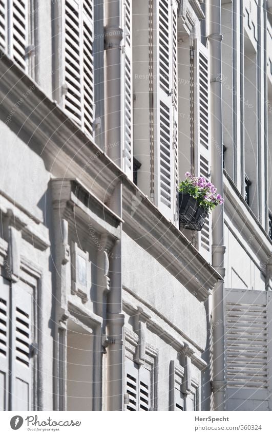 dashes of colour Flower Pot plant Paris Town Downtown Old town House (Residential Structure) Building Facade Window Beautiful Uniqueness Gray Pink White Shutter