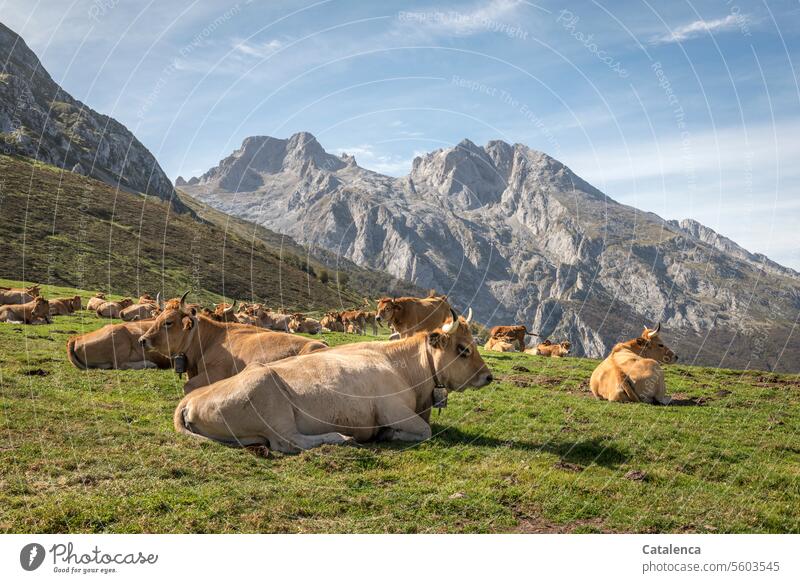 Cozy ruminating on the alpine pasture Dairy cow Alpine pasture Farm animal Cattle Cow Tourism Vacation & Travel Mountain Clouds Landscape mountain Peak