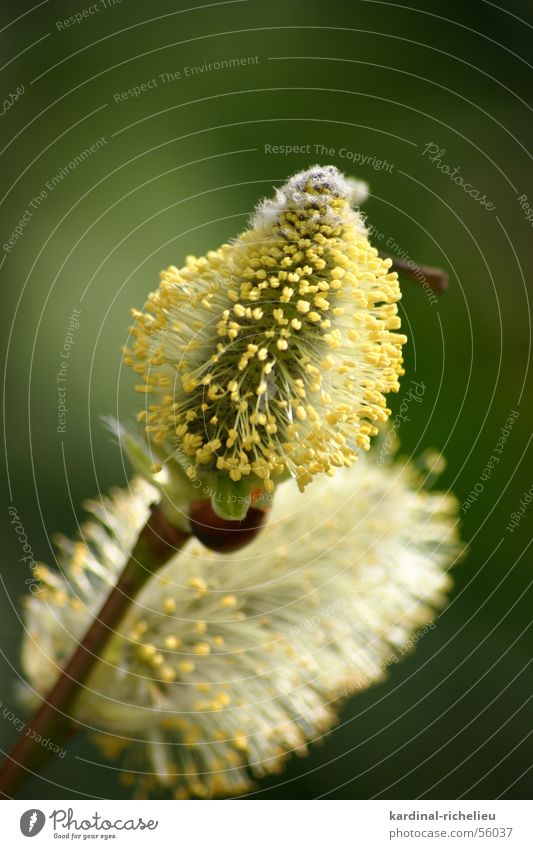 bee food Catkin Bee Blossom Near Spring Green Yellow Pollen Wake up Pasture Macro (Extreme close-up)