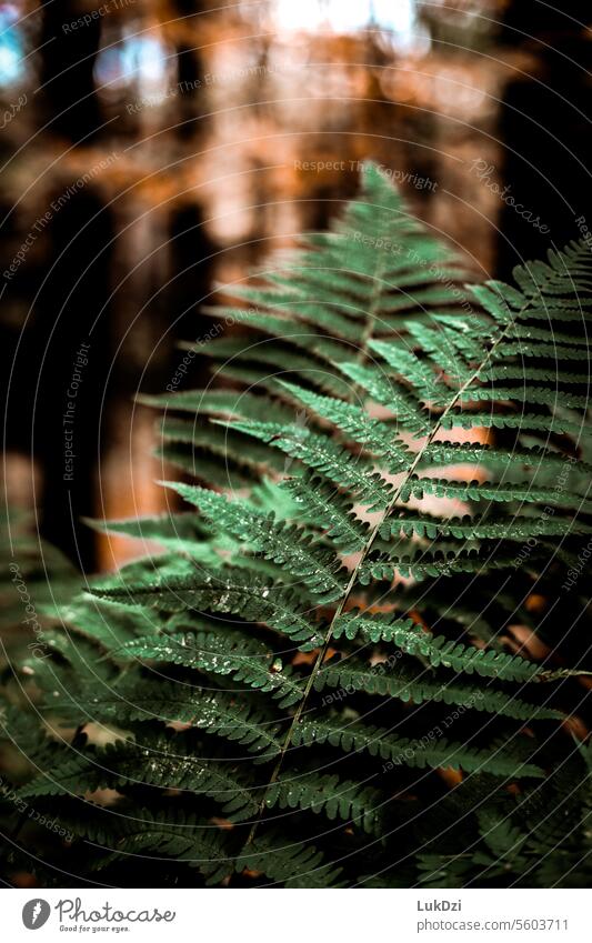 Close up photo of a green fern leaf in autumn forest Fall season fall forest fall colors autumn colours autumn light autumn mood Autumnal colours Autumn leaves