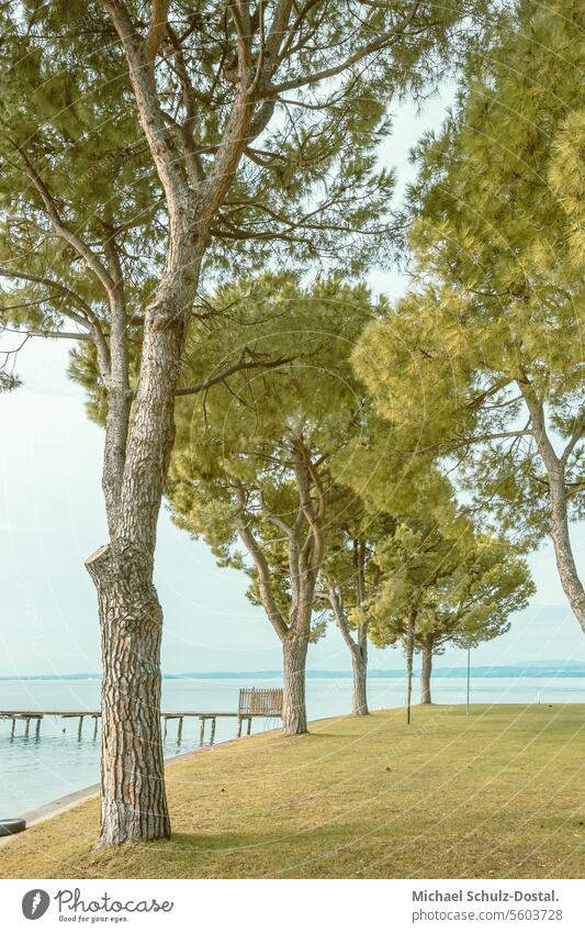 Gnarled pine trees on the shores of Lake Garda in Bardolino Lago Italy Lombardy Water Harbour seascape port picturesque lake view pastel Stone pine