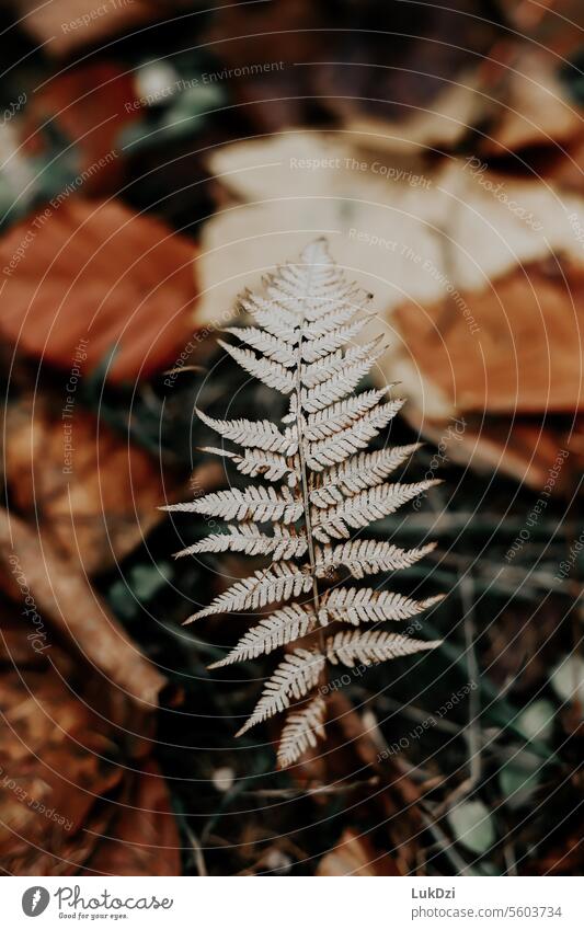Close up photo of a fern leaf in atman forest Plant Nature Forest Fern naturally Wild plant Environment leaves Autumn Fern leaf shape Warm light Warm colour