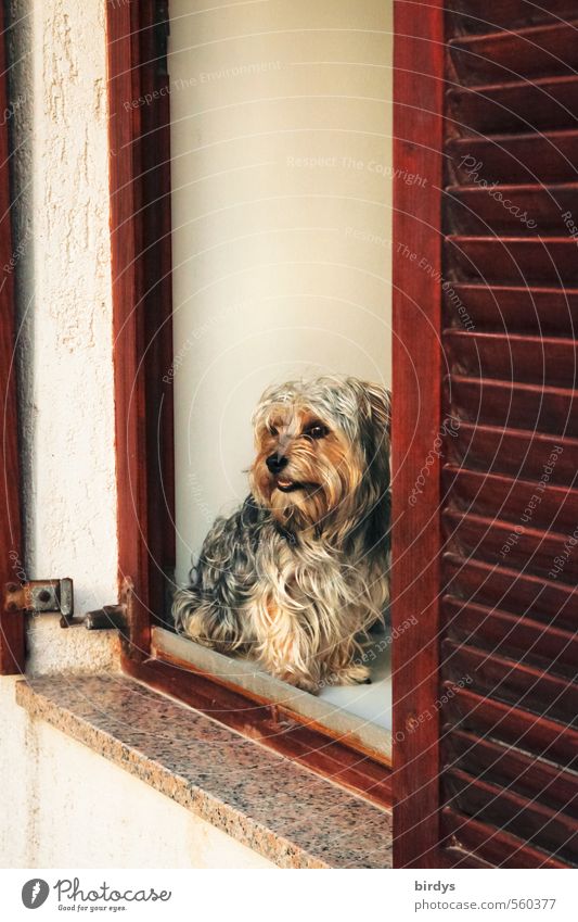 Window with view Shutter Window frame Dog Terrier 1 Animal Observe Looking Friendliness Small Cute Positive Contentment Watchfulness Curiosity Expectation