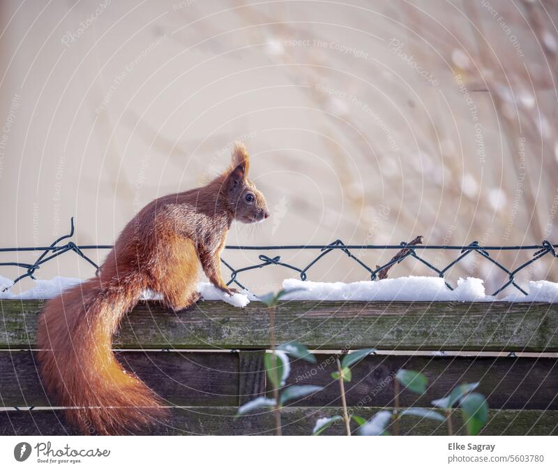 Sitting in the snow, the squirrel looks curiously over the fence Squirrel Animal Cute Exterior shot Rodent Wild animal Colour photo Mammal Small Nature Pelt
