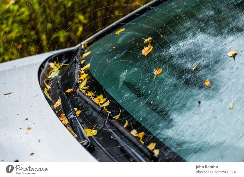 white car at autumn rainy day with orange birch leaves - selective focus win blur closeup leaf fall foliage close-up season background nobody yellow nature