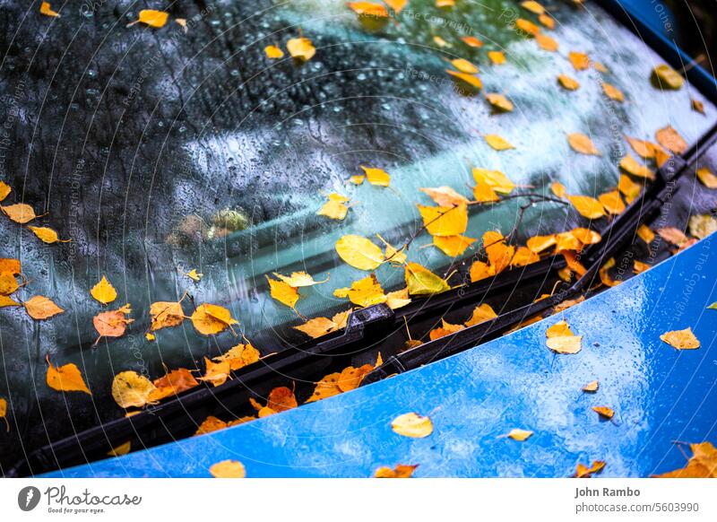 fallen birch leaves sticks on ultramarine blue car bonnet and windscreen - close up autumn selective focus background leaf rain foliage season nobody yellow