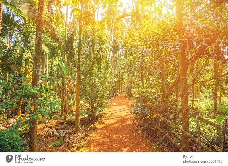 Goa, India. Scenic View Bright Sunbeams Of Road Lane Path Way Surrounded By Tropical Green Vegetation And Bamboo Trees In Sunny Day. Sunbeams Above Park Landscape
