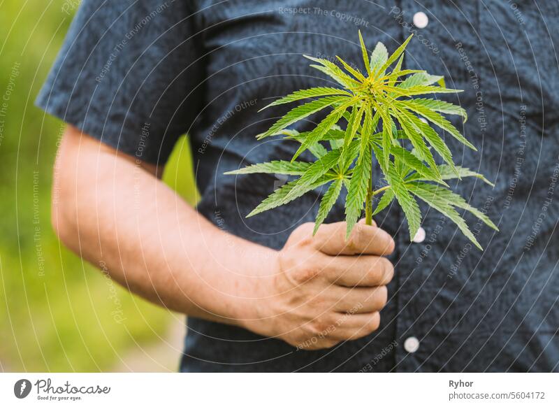 Man Holding Legal Green Marijuana Cannabis Sprout In His Hand. Cannabis Farm In Summer Day, Beautiful Cannabis Cultivation. Marijuana Cultivation. Young Cannabis Plant