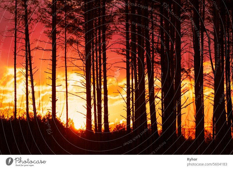 Sunset Sunrise In Pine Forest. Close View Of Dark Black Spruce Trunks Silhouettes In Natural Sunlight Of Bright Colorful Dramatic Sky. Sunshine In Sunny Coniferous Forest. Sun Rays Shine Through Wood